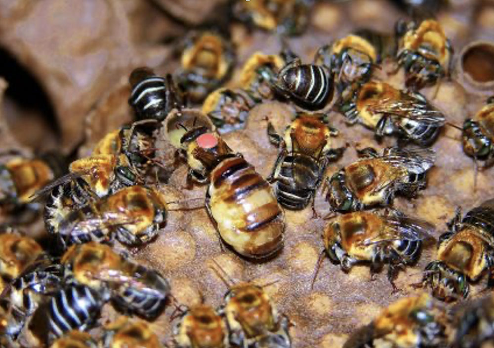 Mel de abelhas nativas é um dos produtos de origem animal da agricultura familiar